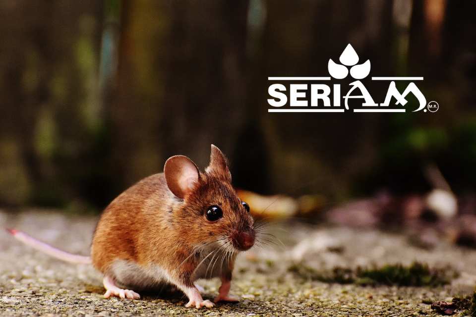 Control de Ratas